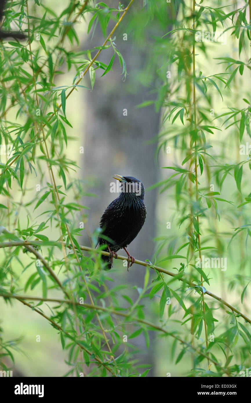 Wildlife starling hi-res stock photography and images - Alamy