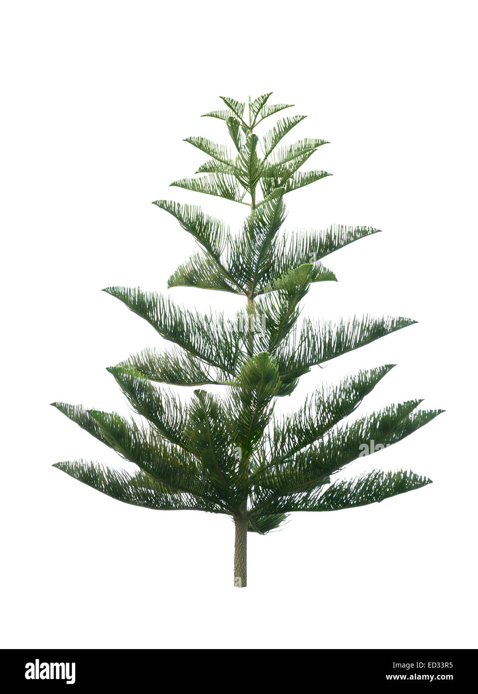 Christmas tree isolated on pure white background Stock Photo - Alamy