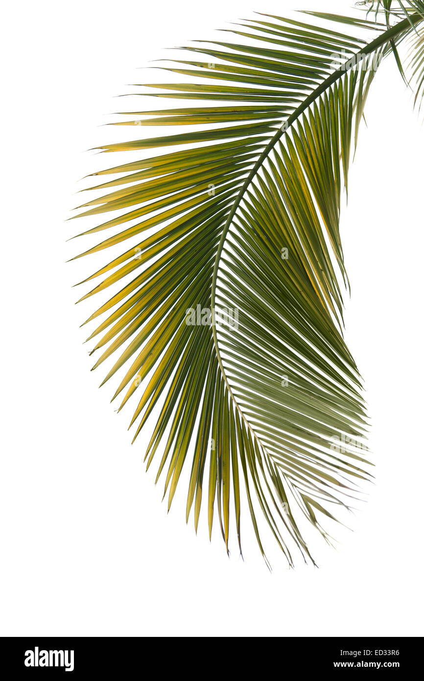 Leaf of palm tree isolated on the white background Stock Photo - Alamy