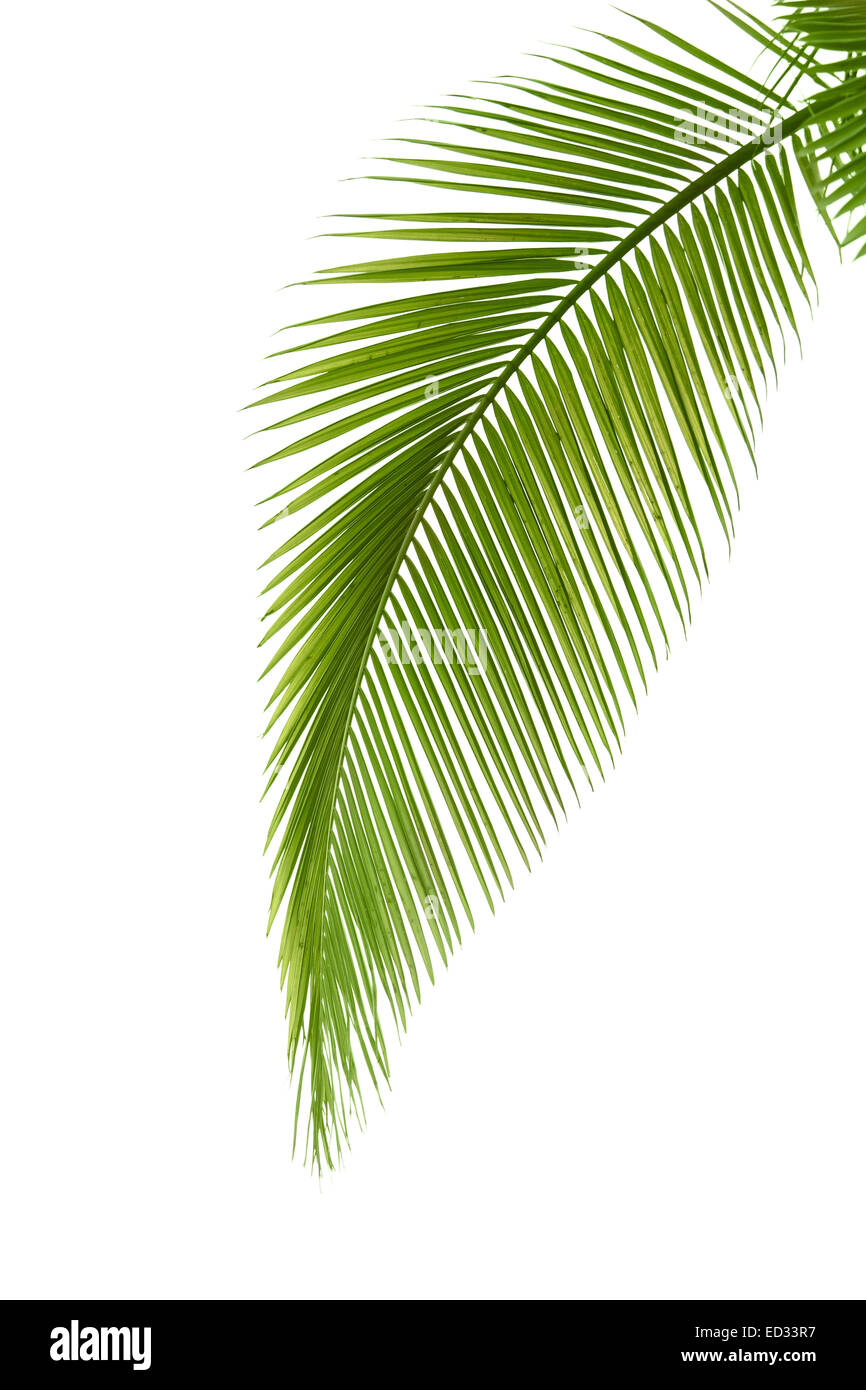 Leaf of palm tree isolated on the white background Stock Photo - Alamy