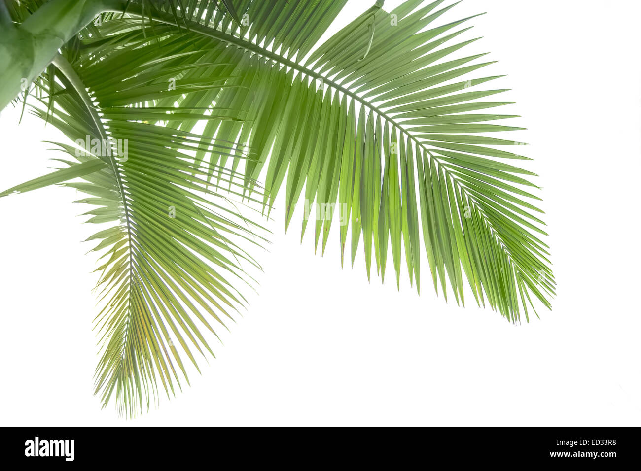 Leaf of palm tree isolated on the white background Stock Photo - Alamy