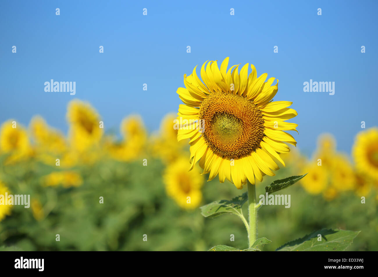 sunflower in field with the blue sky Stock Photo - Alamy