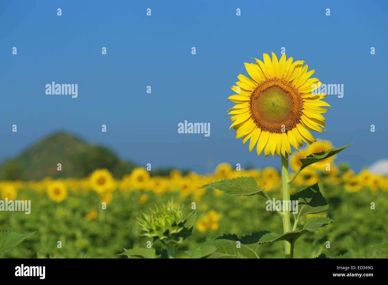 sunflower in field with the blue sky Stock Photo - Alamy