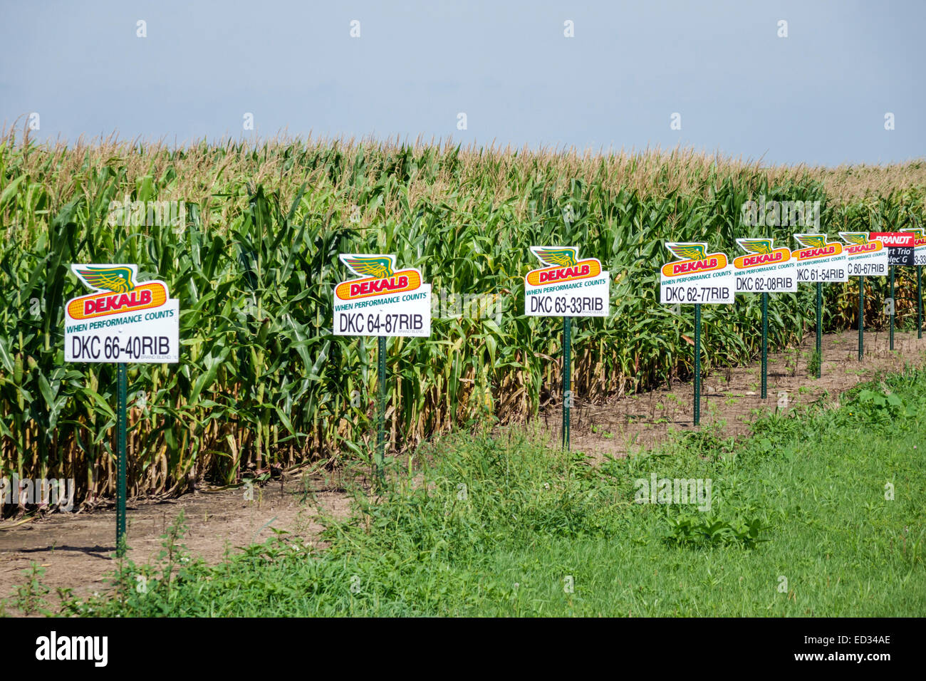 Illinois Sibley,corn,cornfield,signs,seed markers,varieties,IL140905012 Stock Photo