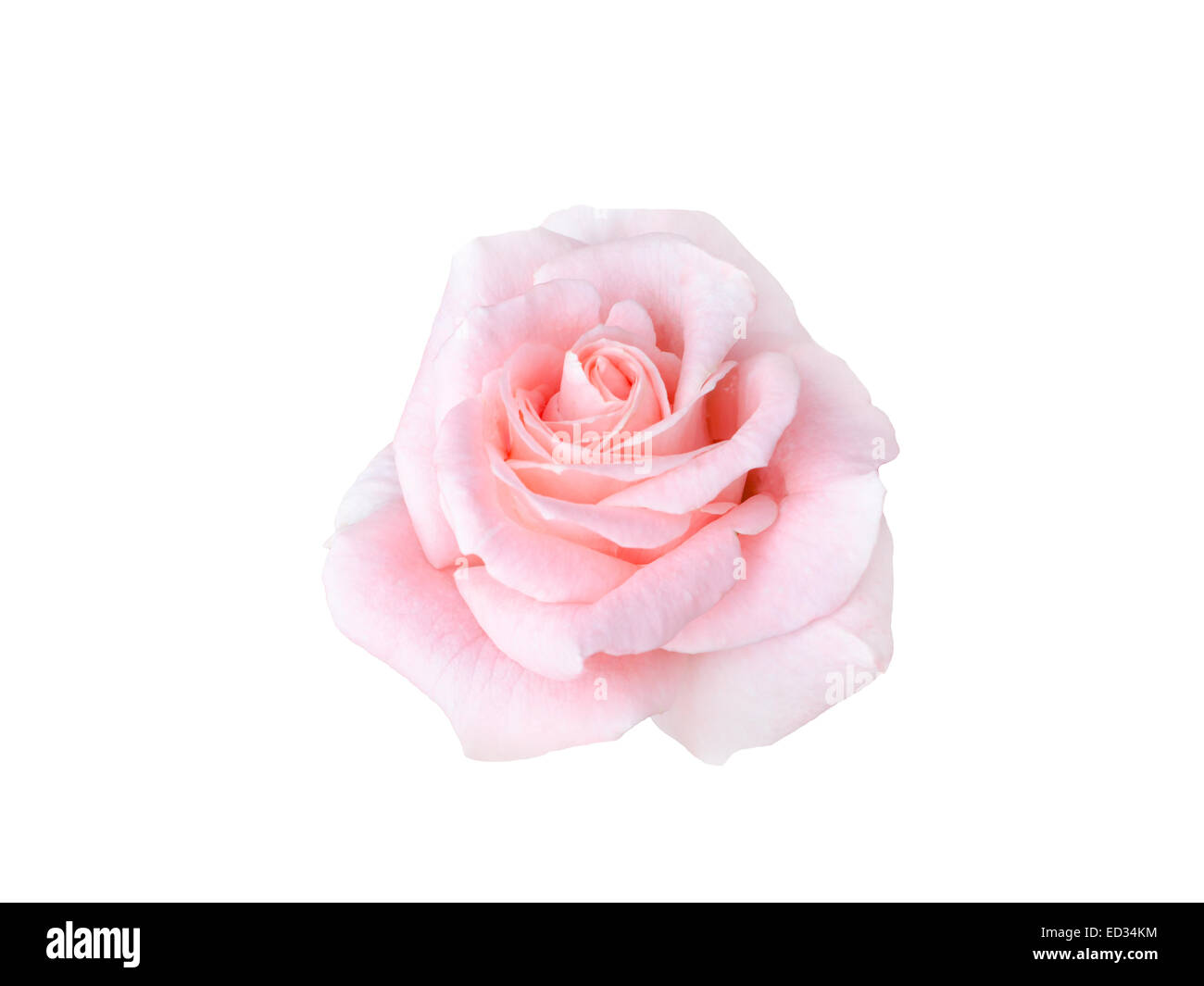 beautiful pink rose isolated on white background Stock Photo - Alamy