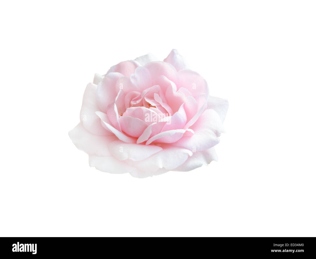 beautiful pink rose isolated on white background Stock Photo - Alamy
