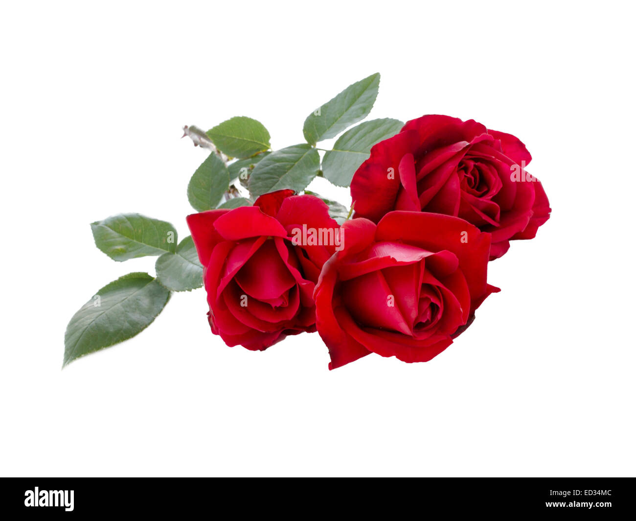 Bouquet of Red Rose isolated on white background Stock Photo - Alamy