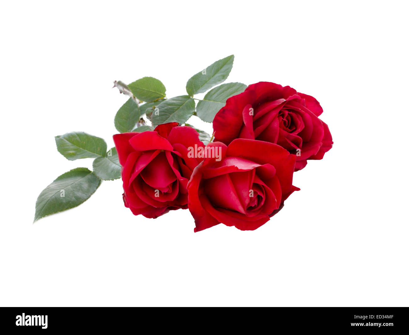 Bouquet of Red Rose isolated on white background Stock Photo - Alamy