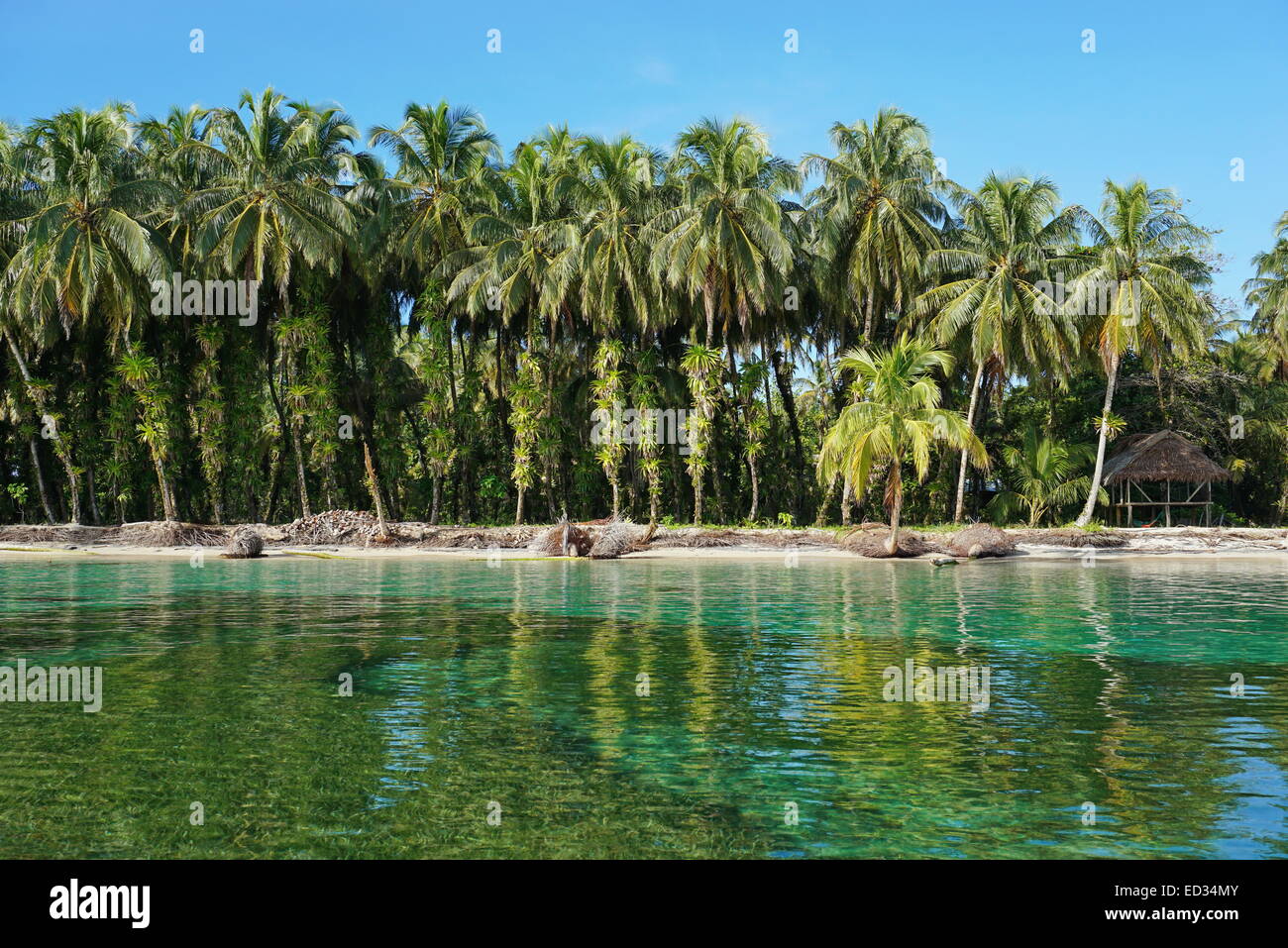 Lush coconut trees with epiphytes and a rustic thatched hut on tropical shore, Caribbean sea, Zapatillas islands, Panama Stock Photo