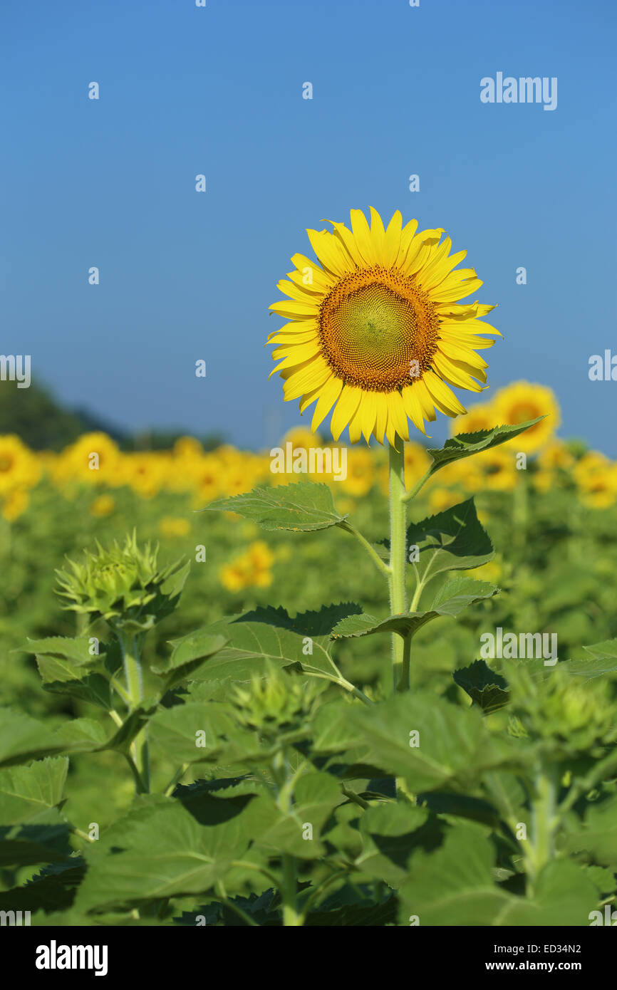 sunflower in field with the blue sky Stock Photo - Alamy