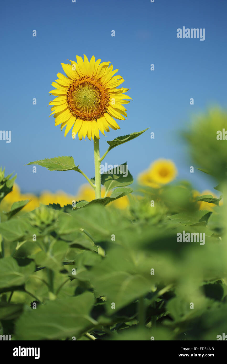 sunflower in field with the blue sky Stock Photo - Alamy