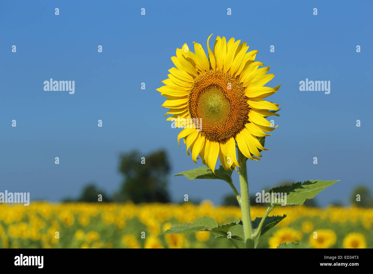 sunflower in field with the blue sky Stock Photo - Alamy