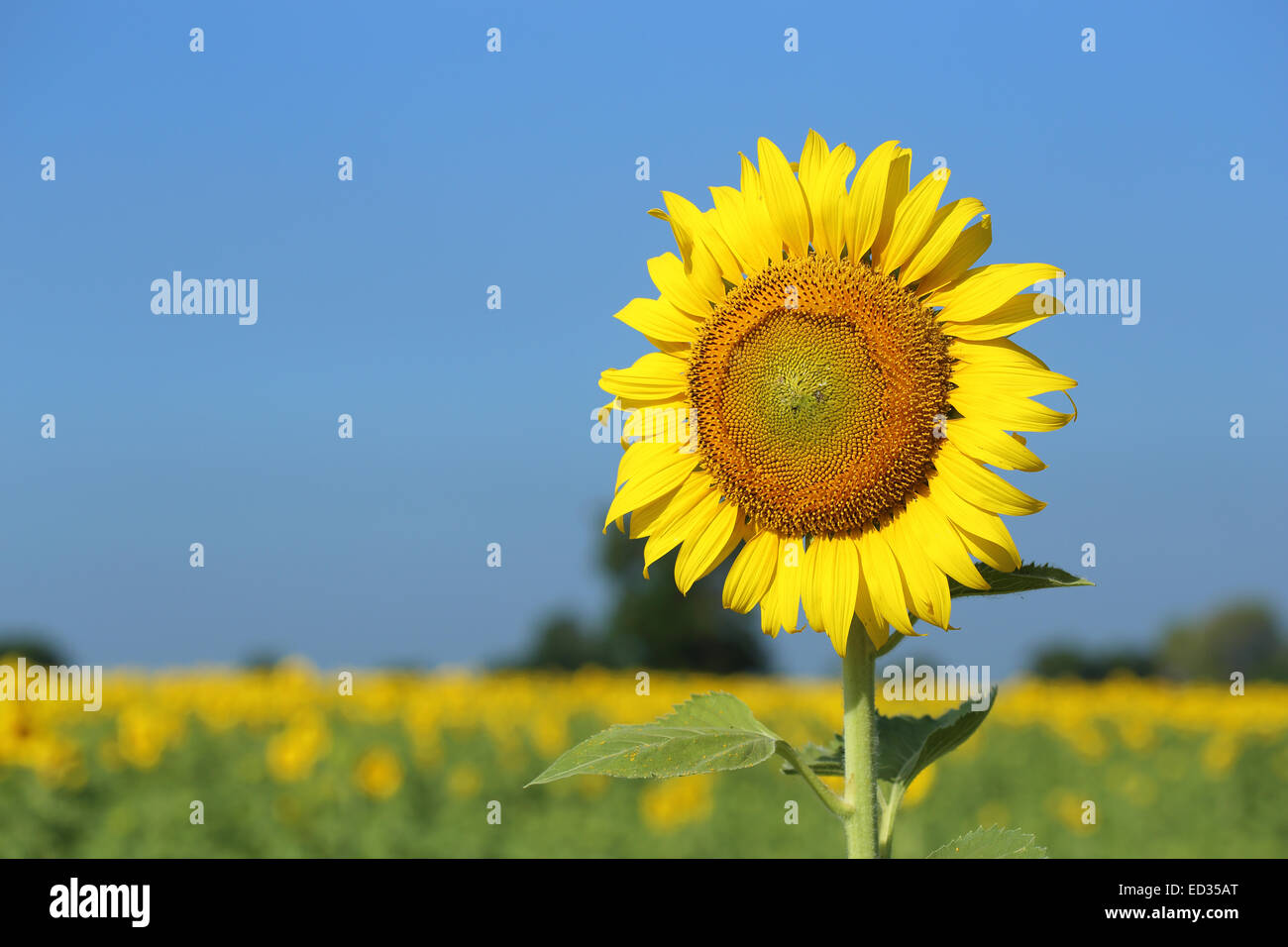 sunflower in field with the blue sky Stock Photo - Alamy