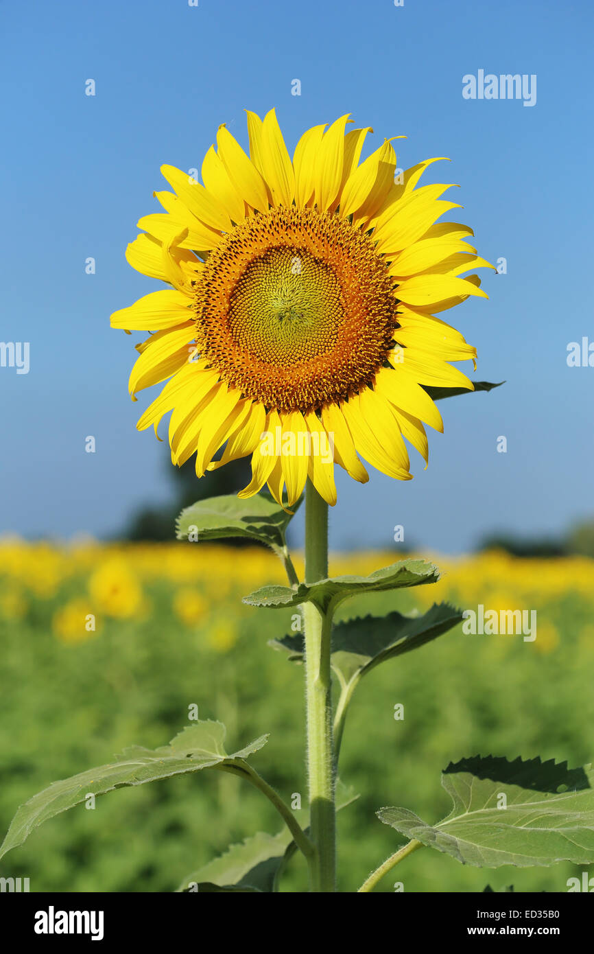 sunflower in field with the blue sky Stock Photo - Alamy