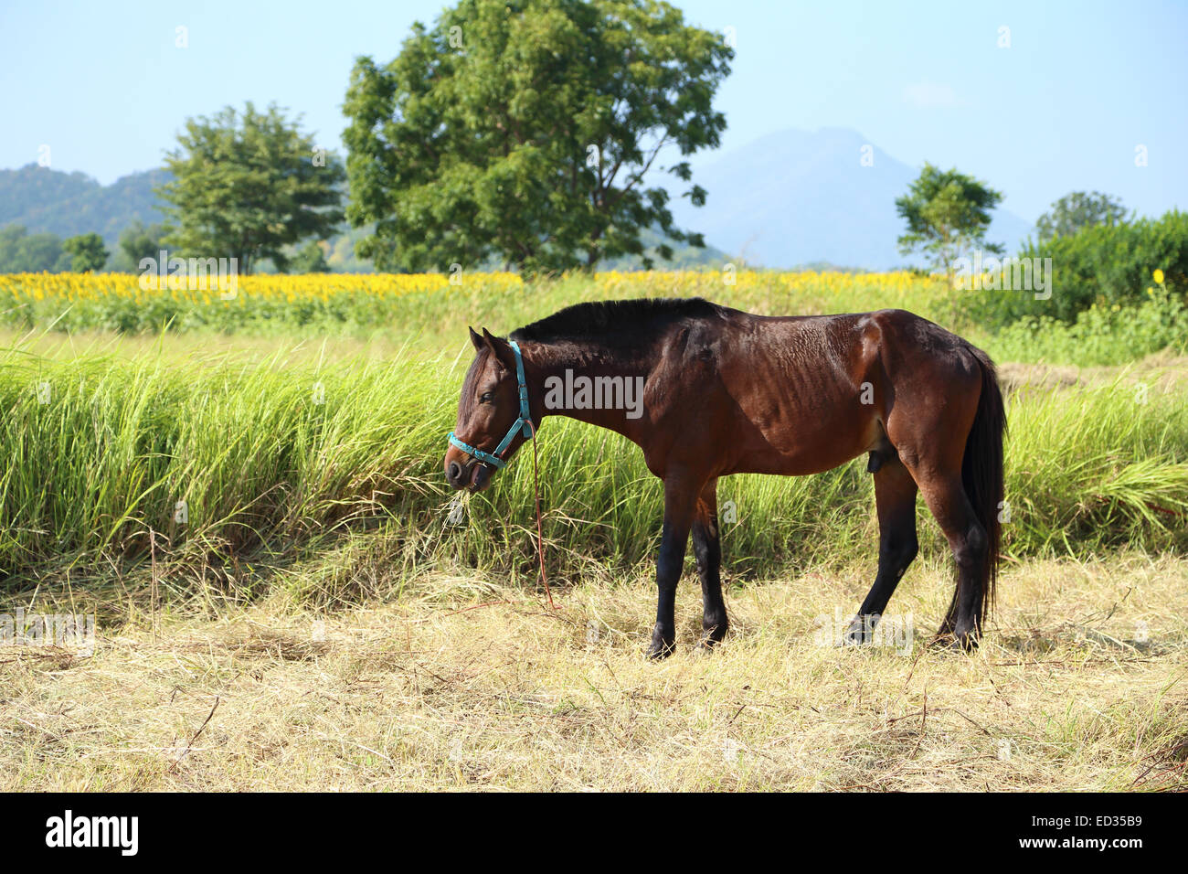 Horses grazing grass hi-res stock photography and images - Alamy