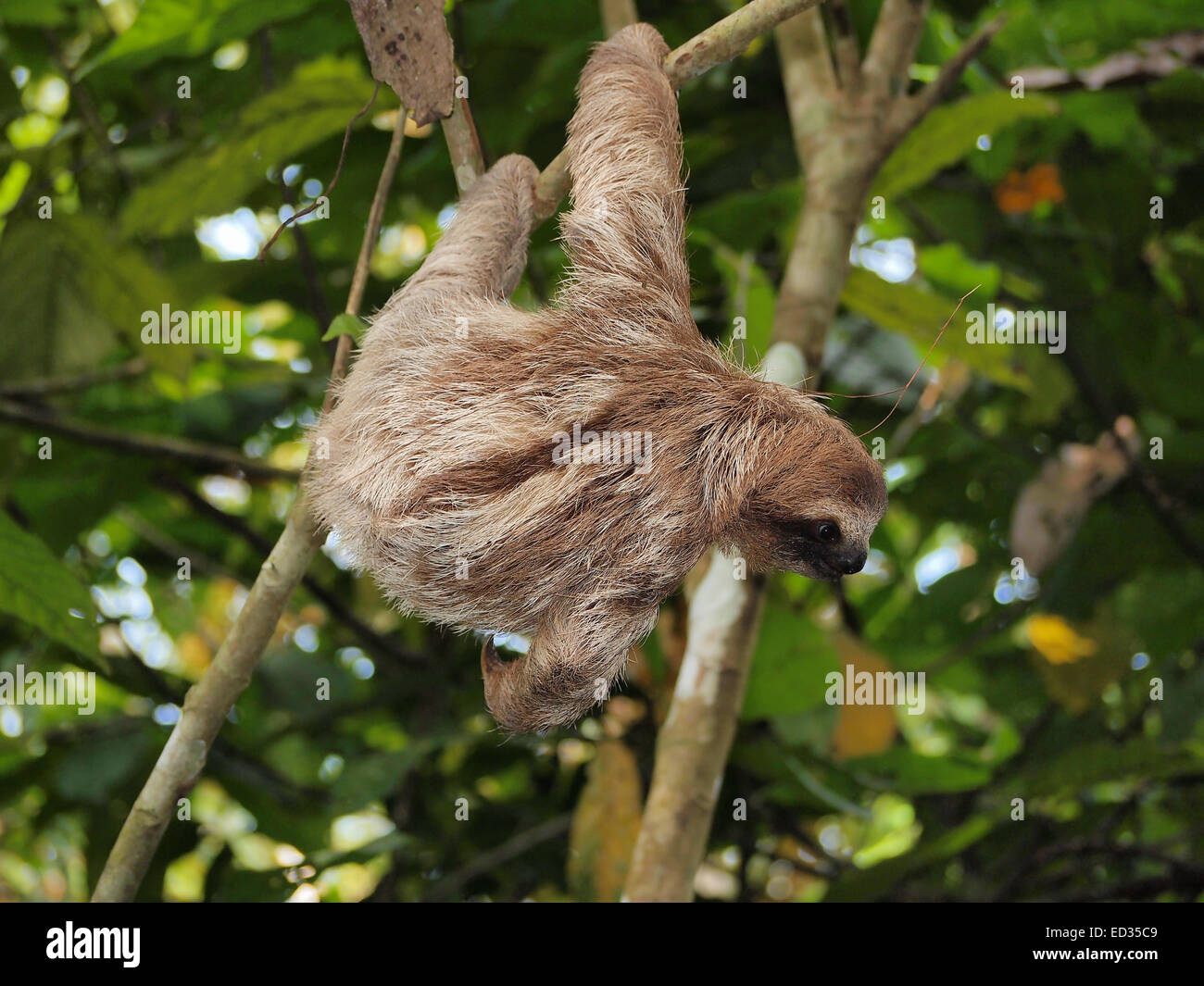 Young brown-throated three-toed sloth hanging from a branch in the jungle, Panama, Central America Stock Photo