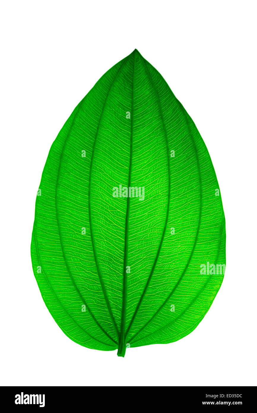 Leaves green on a white background alone Stock Photo
