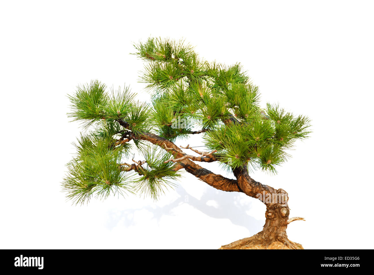 Pine bonsai isolated on white (part) Stock Photo