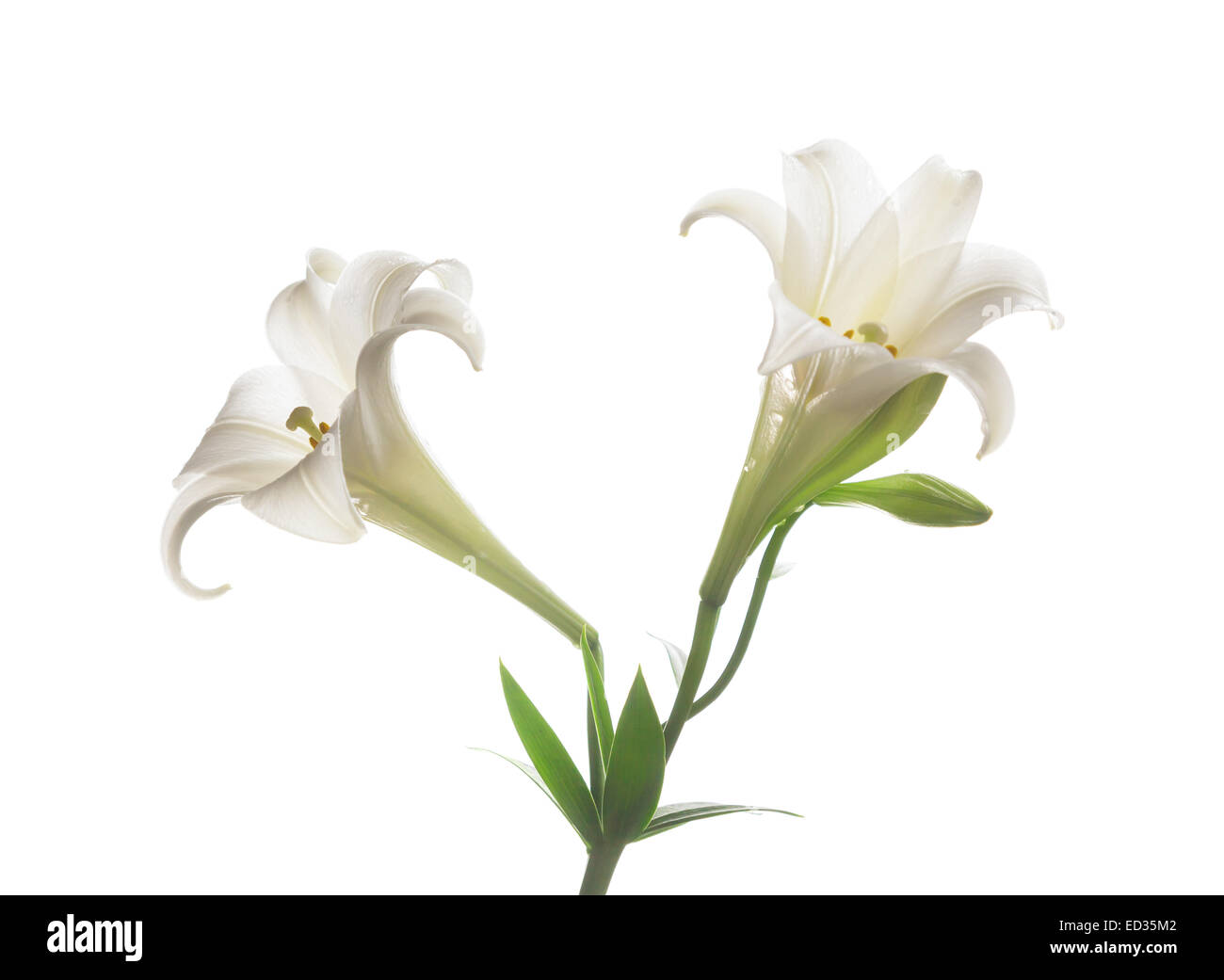 The blooming white lily after rain on the white backgroup Stock Photo