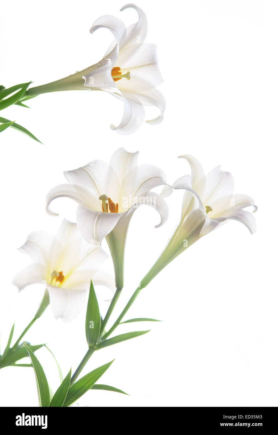 The blooming white lily after rain on the white backgroup Stock Photo