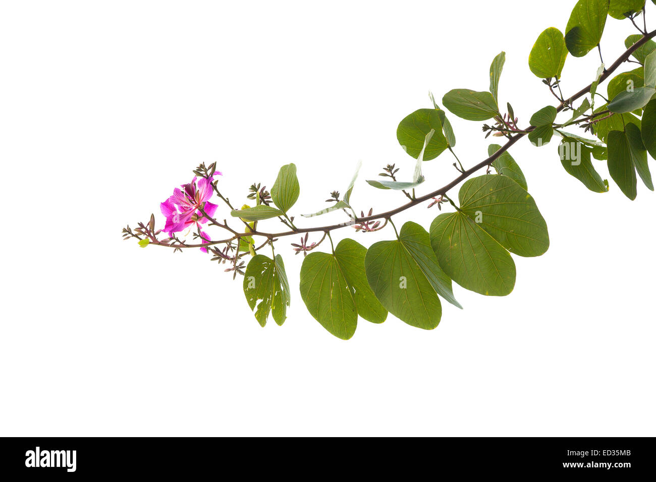 blooming branch of bauhinia tree isolated on the white background Stock Photo