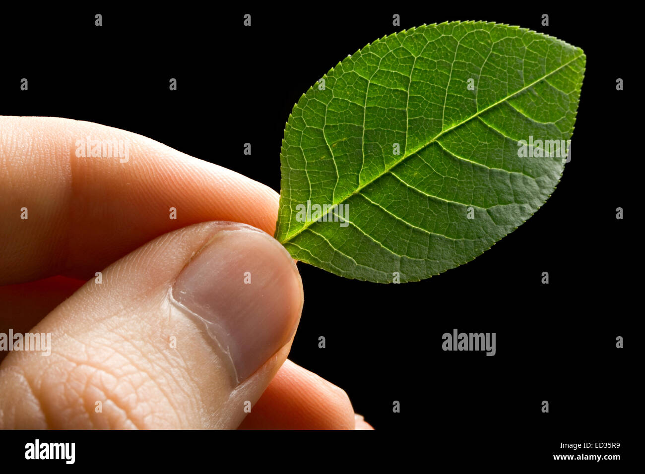 Green leaf in hand Stock Photo