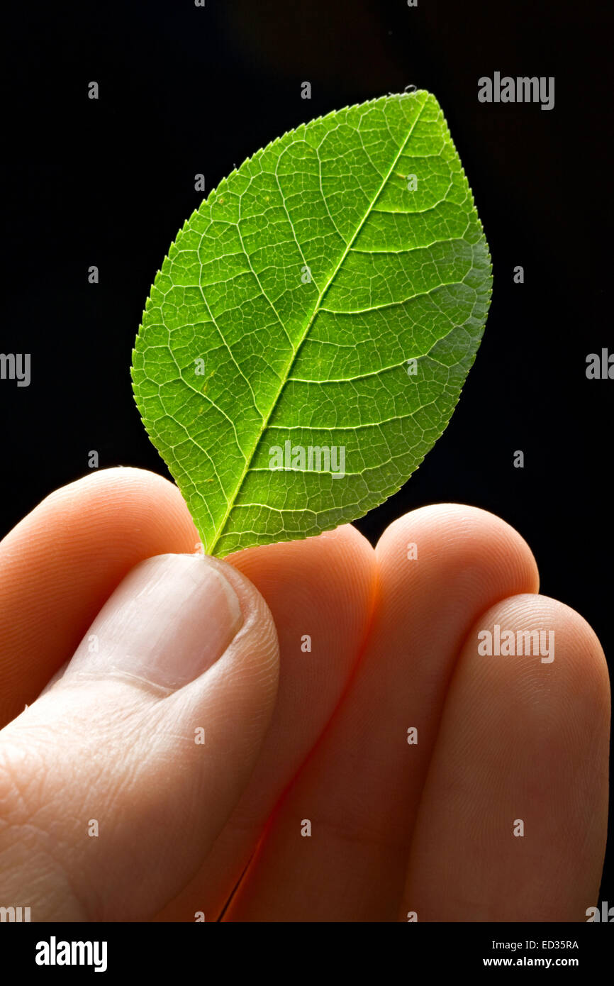 Green leaf in hand Stock Photo