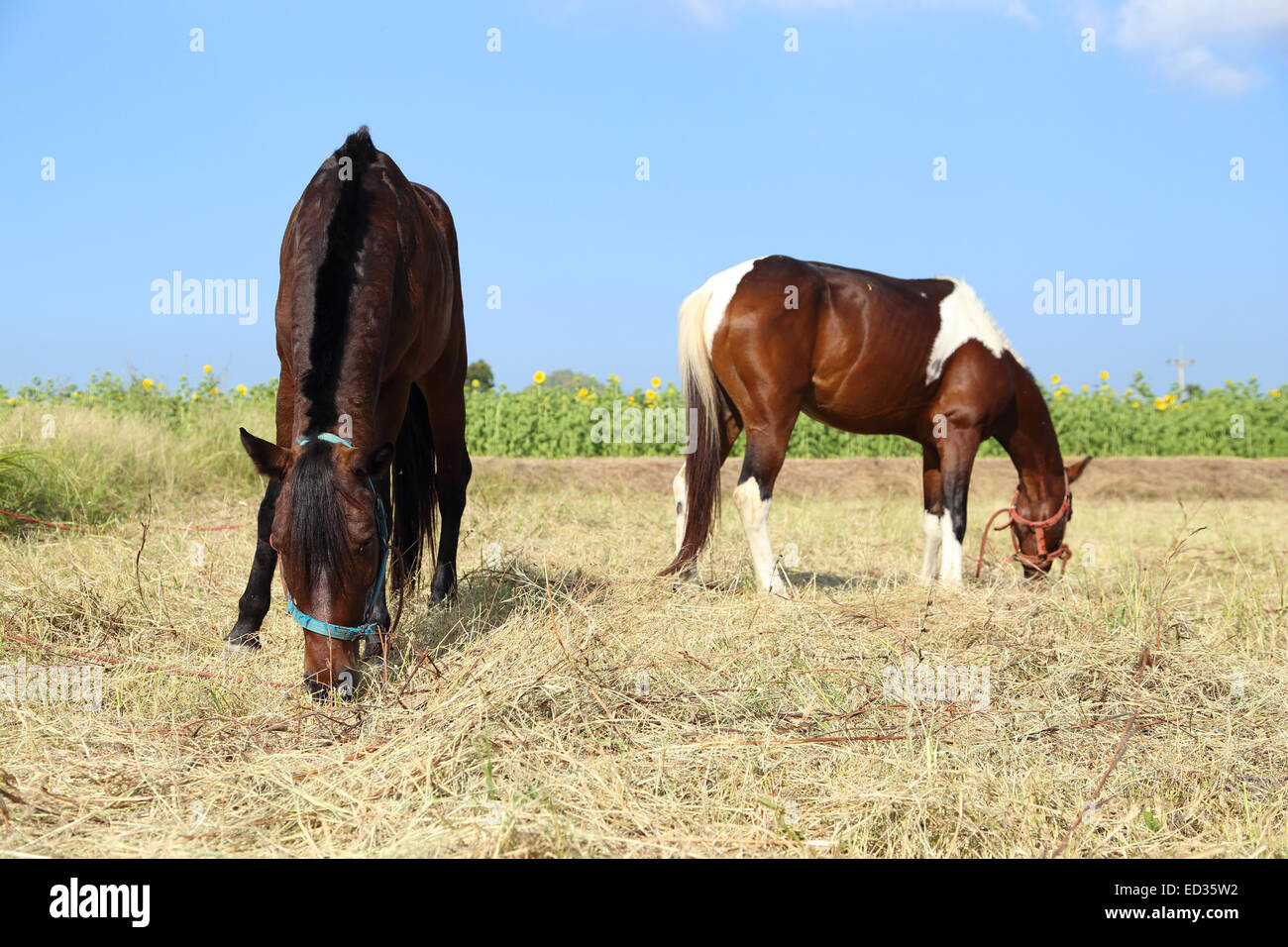 White horses eating grass hi-res stock photography and images - Alamy