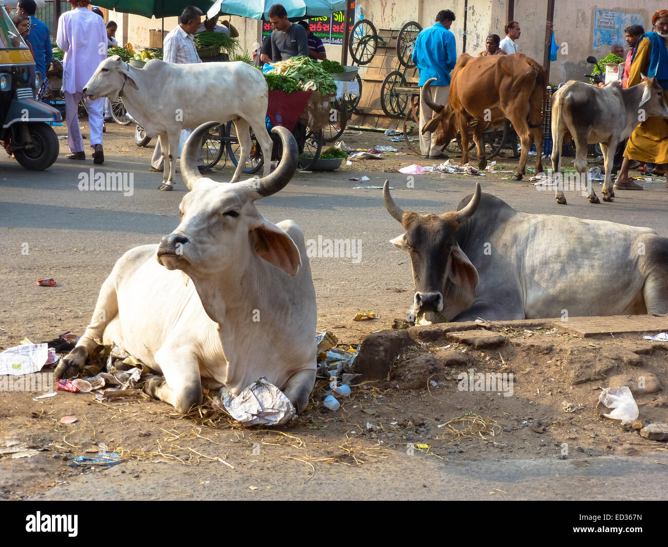 cows on the street in bhuji gujarat india Stock Photo Alamy