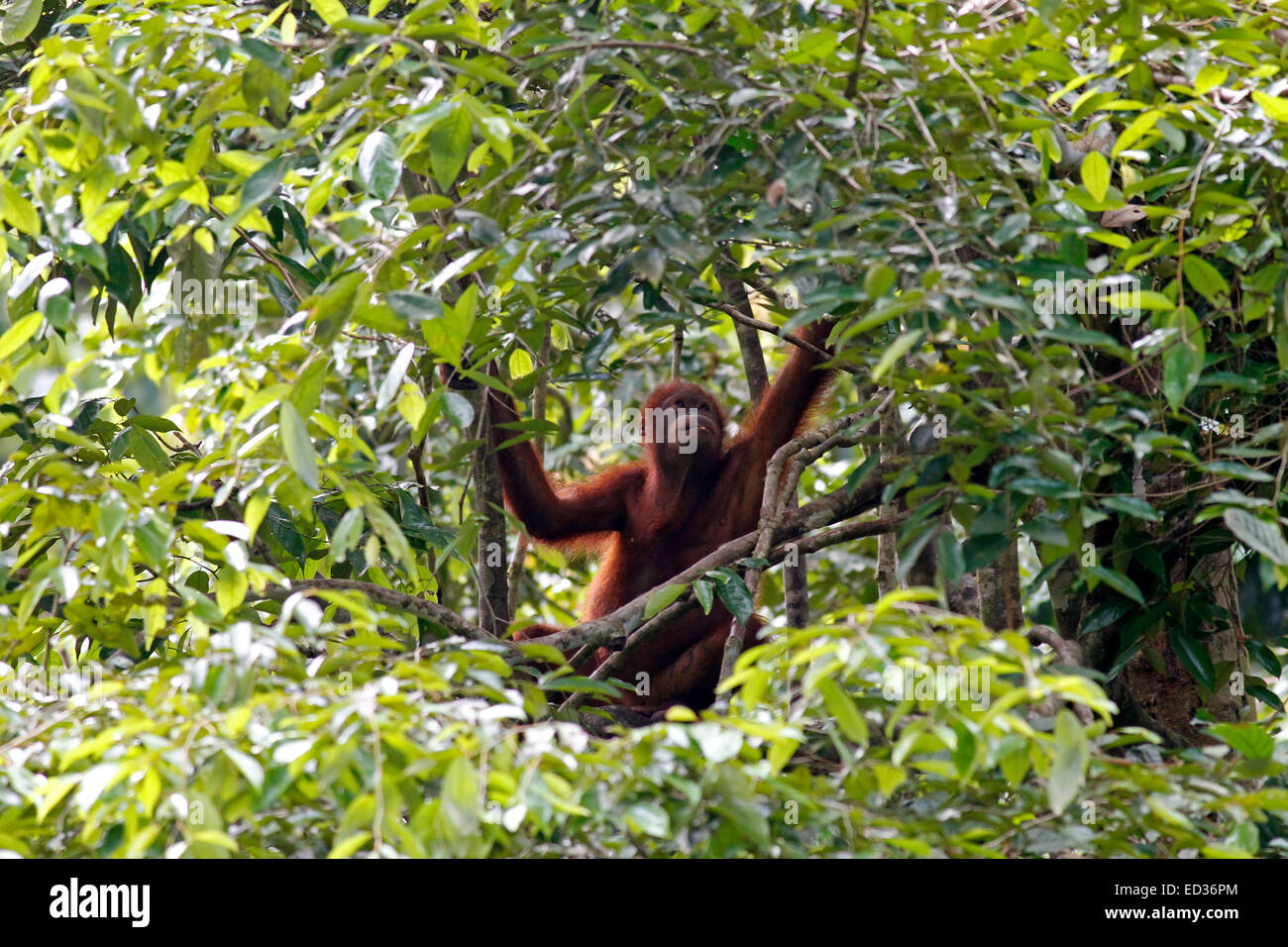 Orang utan in a tree at Sepilok Rehabilitation Centre, Sabah, Malaysia Stock Photo