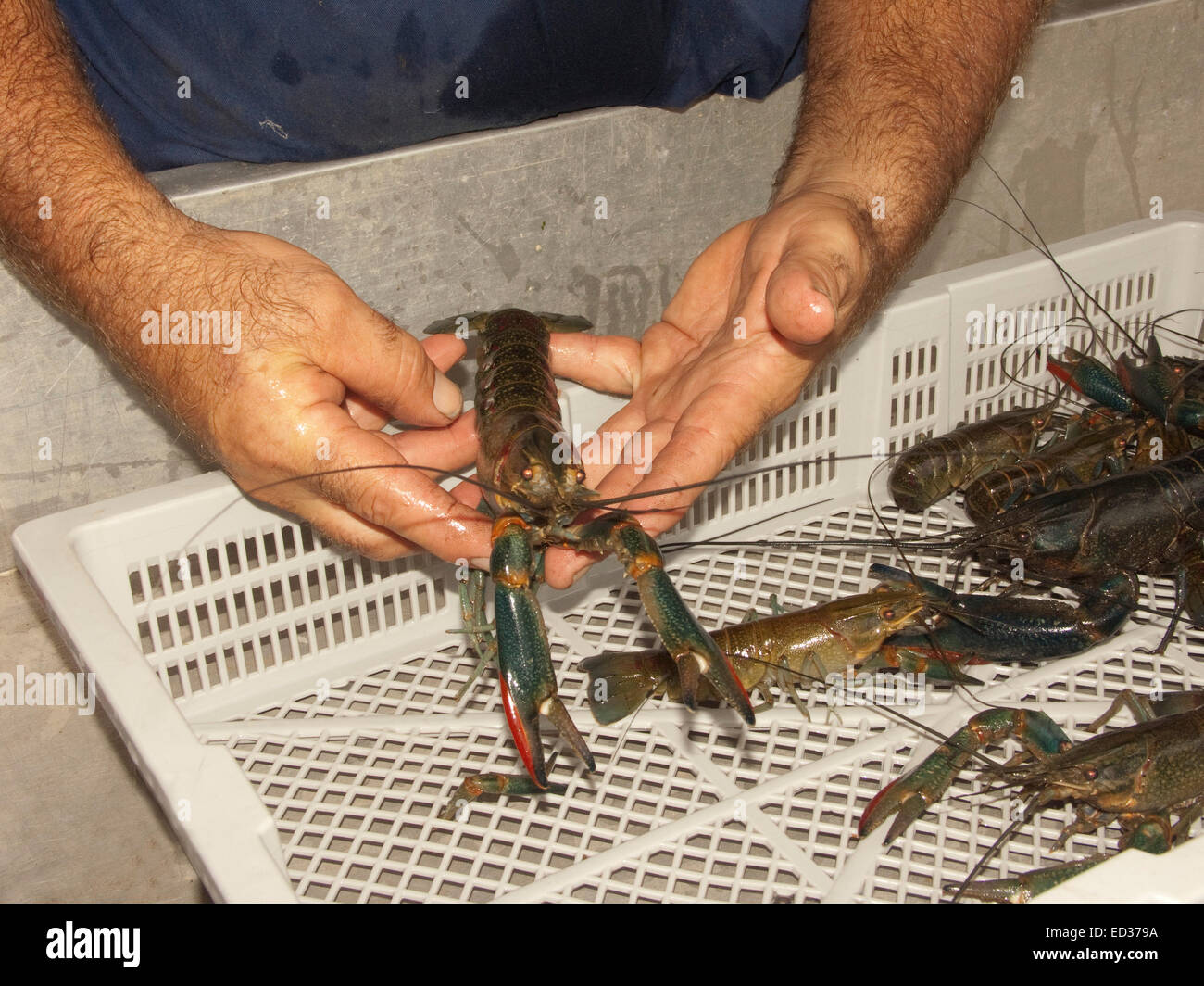 Large red claw freshwater crayfish, Cherax quadricarinatus, in man's hands after being harvested at Australian aquaculture farm Stock Photo