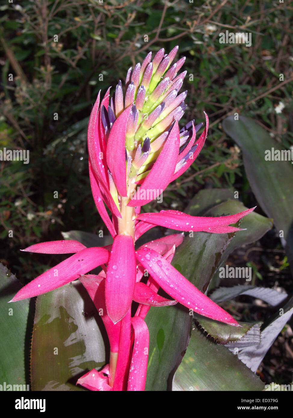 Long dazzling pink bracts and mauve / pink flowers of bromeliad