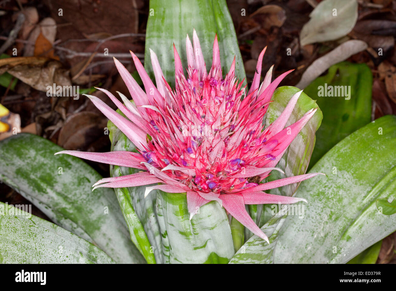 Large stunning flower head of bromeliad, Aechmea fasciata, with tiny mauve flowers enclosed by vivid pink bracts & green leaves Stock Photo