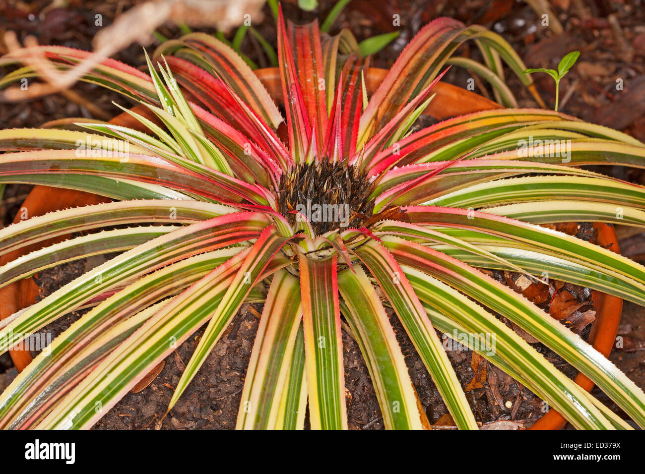 Rare & unusual bromeliad, Neophytum Galactic Warrior, long narrow green & white variegated leaves, vivid red in centre, with pup Stock Photo