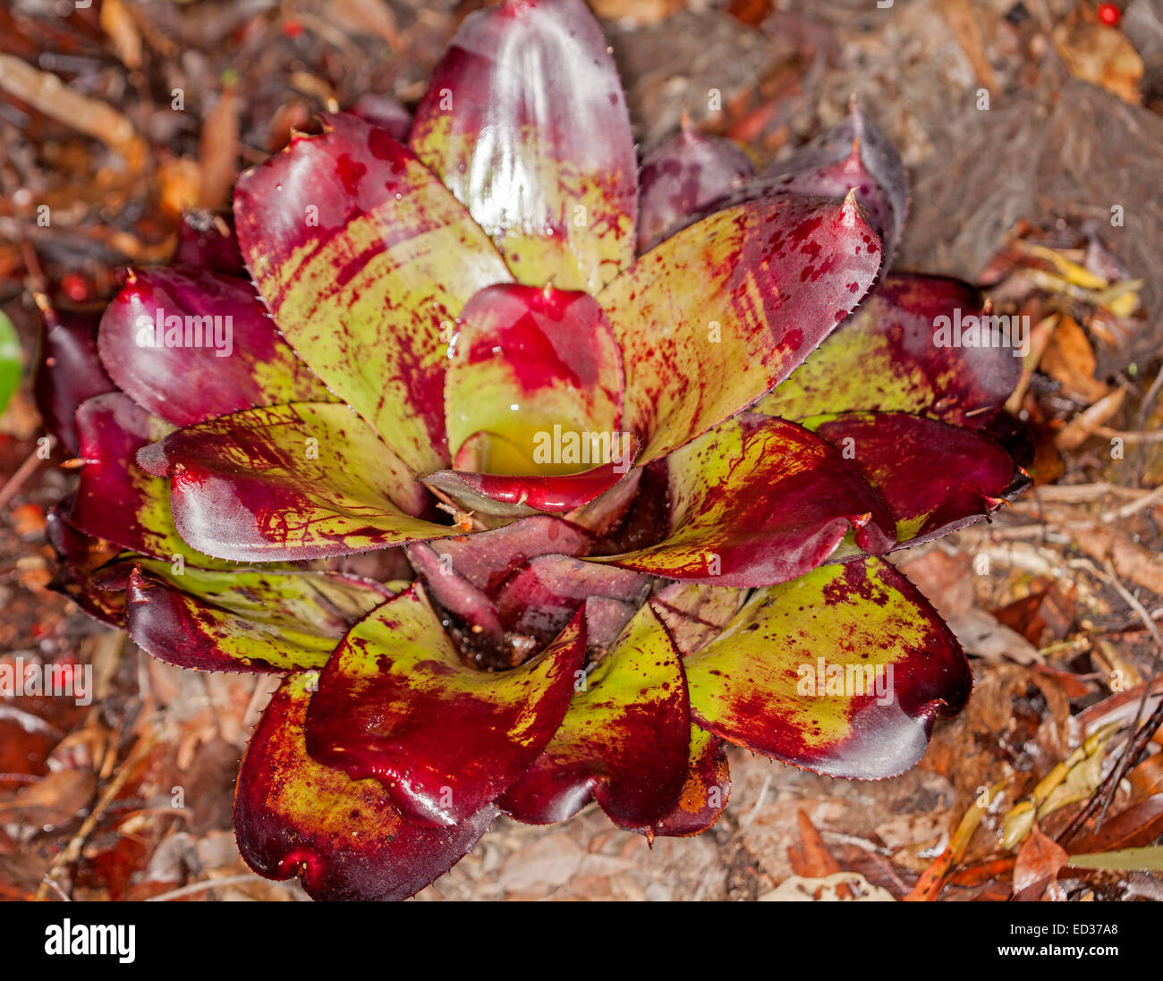 Brightly coloured bromeliad, Neoregelia cultivar 'Bill Morris', with greenish yellow leaves with vivid red splashes and tips Stock Photo