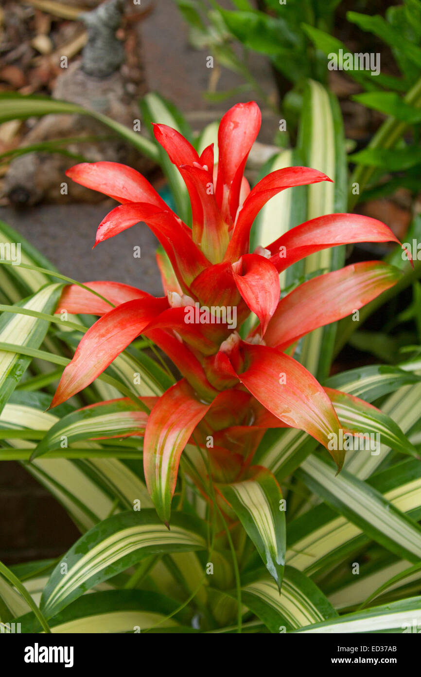 Spectacular tall flower bracts of bromeliad, Guzmania Georgia. rising among brightly coloured green and white variegated leaves Stock Photo
