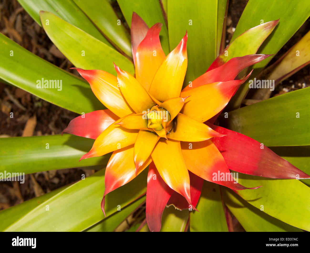 Stunning yellow flower bracts tipped with flame red & surrounded by green leaves of bromeliad,Guzmania 'Soledo' Stock Photo