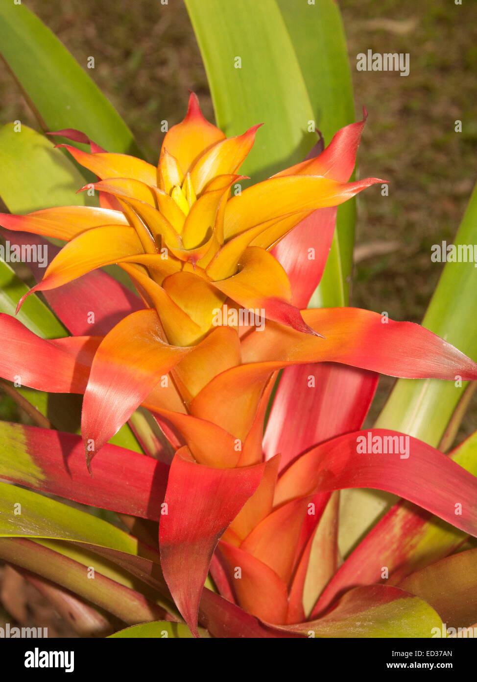 Stunning fiery red, orange, and yellow flower / bracts of bromeliad, Guzmania 'Marjan' with background of emerald leaves. Stock Photo