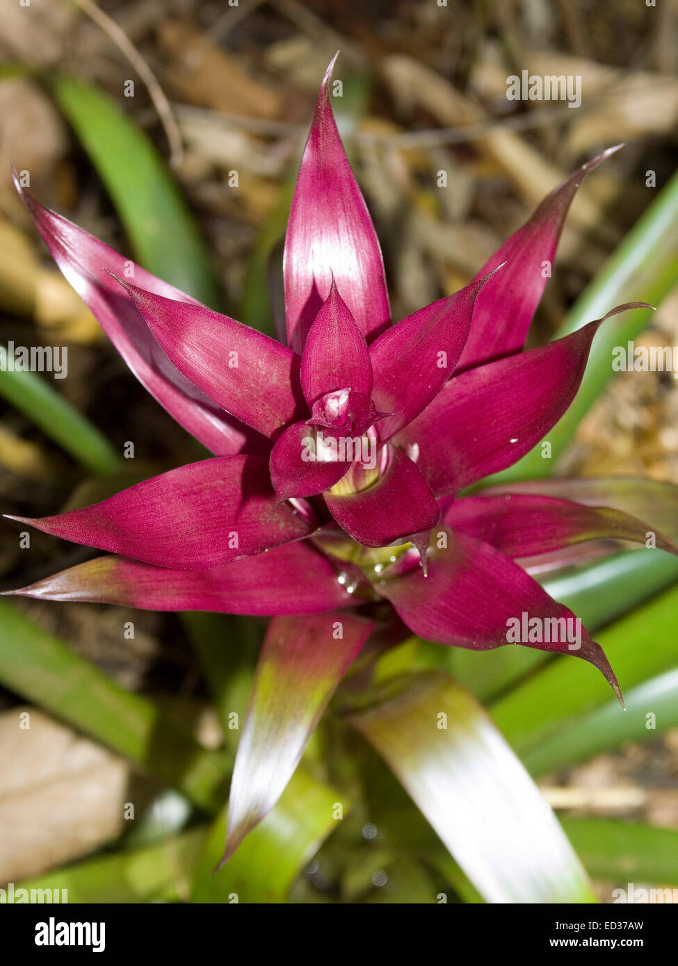 Stunning vivid red / purple bracts & tiny white flower buds surrounded by emerald leaves of bromeliad, Guzmania 'Grand Prix' Stock Photo