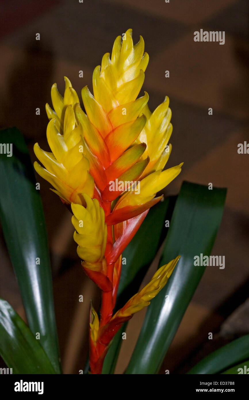 Spectacular vivid yellow flowers/ bracts with bright red stems & dark green leaves of bromeliad  - Vriesea 'Charlotte'. Stock Photo