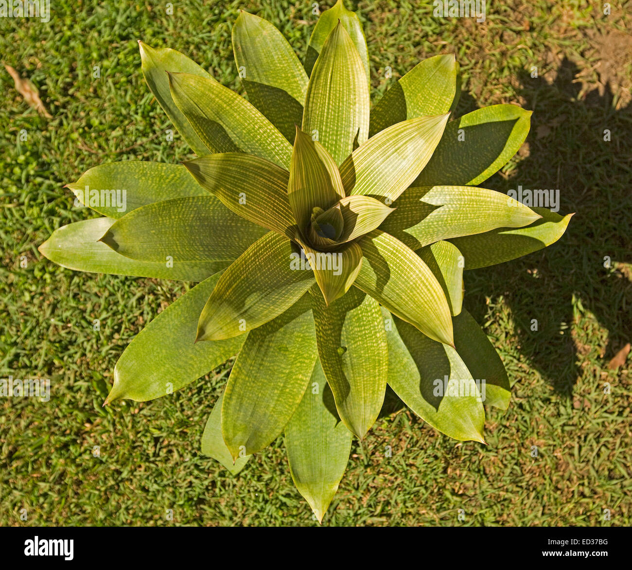 Bromeliad, Vriesea gigantea, with large light green leaves with narrow green stripes and tinged with yellow Stock Photo