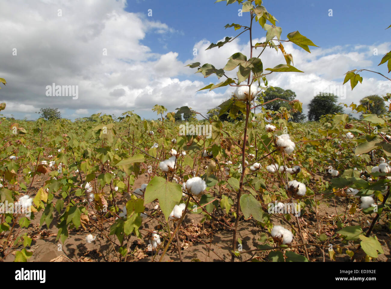 Cotton plantation hires stock photography and images Alamy