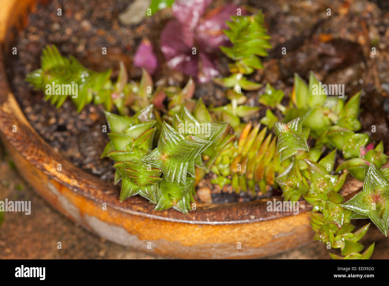 Low growing succulent plant, Crassula 'Green Pagoda', growing in wooden bowl Stock Photo