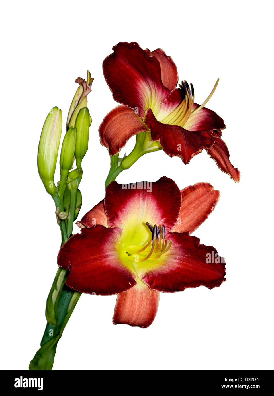 Two large vivid dark red daylily flowers with yellow throats, with buds and dark green stems against plain white background Stock Photo