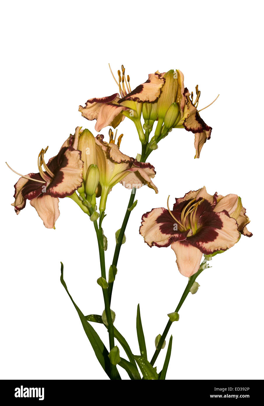 Group of dark red & apricot bi-coloured daylily flowers, Gavin Petit, with buds & dark green leaves against white background Stock Photo