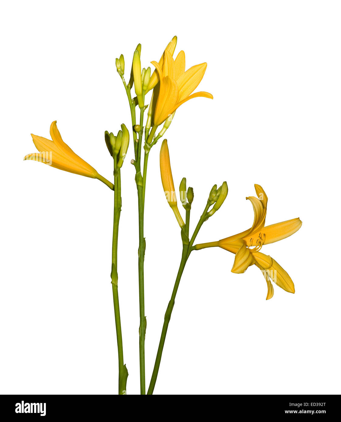 Group of deep yellow diploid daylily flowers, with tall stems, buds & dark green leaves against white background Stock Photo