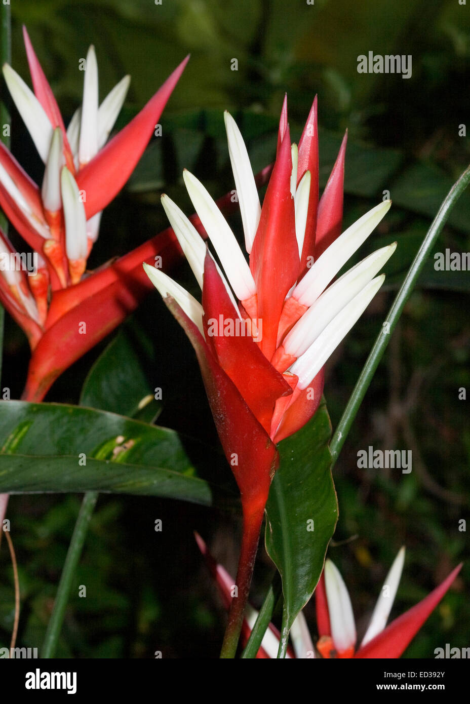 Unusual vivid red & white flowers / bracts of Heliconia angusta vellozo cultivar Red Christmas with backgrd of dark green leaves Stock Photo