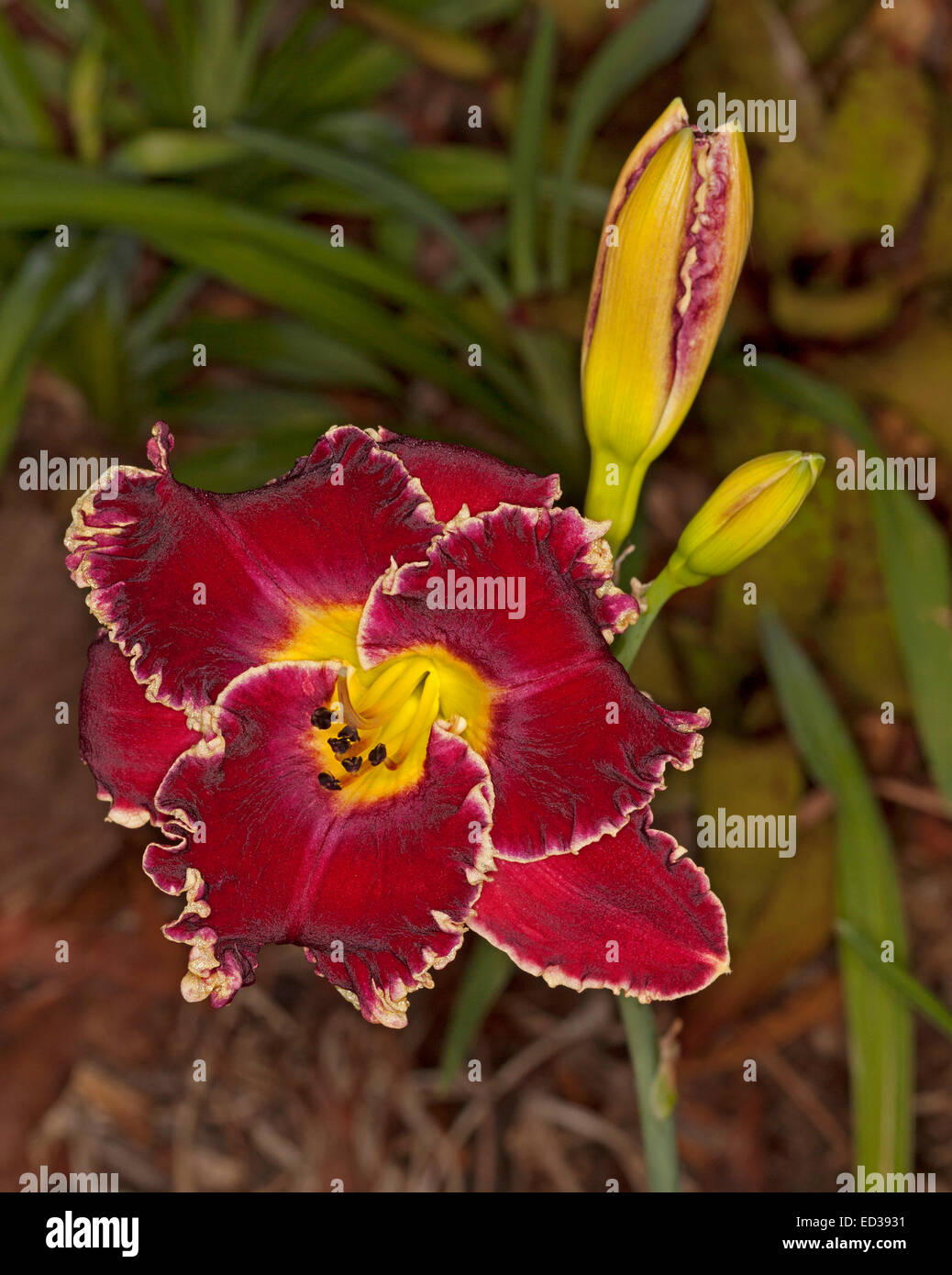 Spectacular dark red daylily flower, Larry's Obsession, yellow frilly edge to petals, two buds, backgrd of dark green foliage Stock Photo