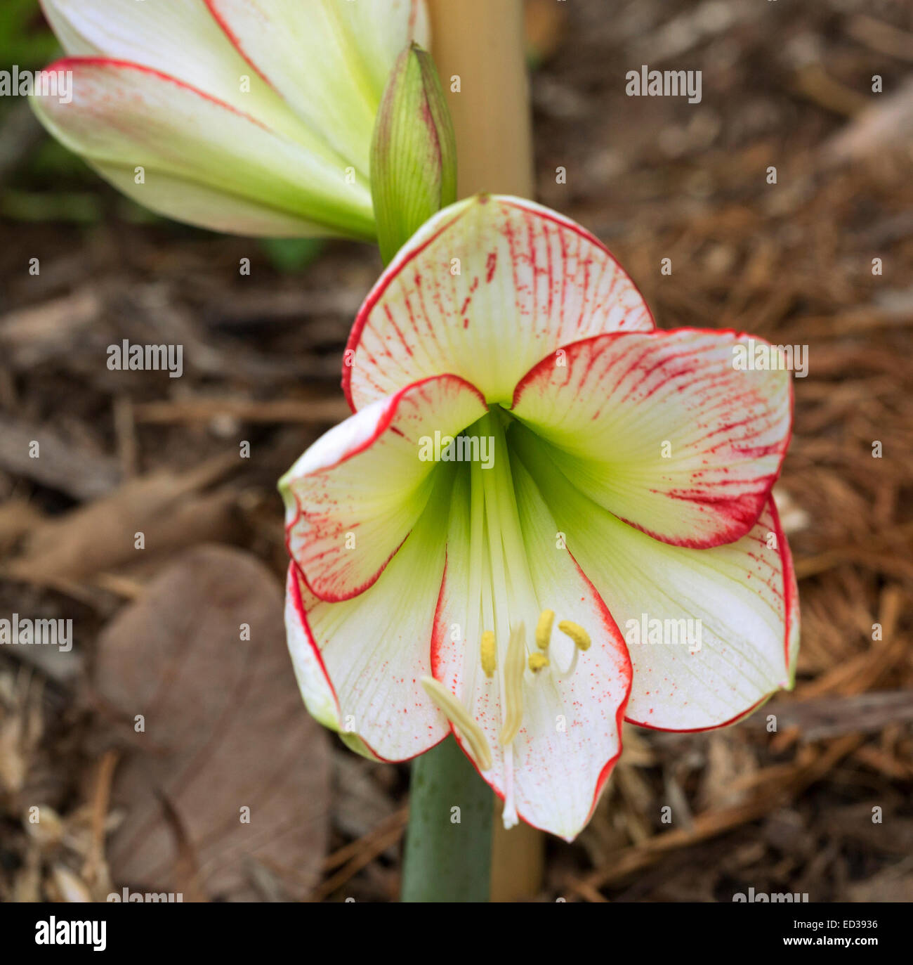 Stunning white flower with vivid red streaks on petals and edges, & bright green throat - Hippeastrum cultivar 'My Picotee' Stock Photo