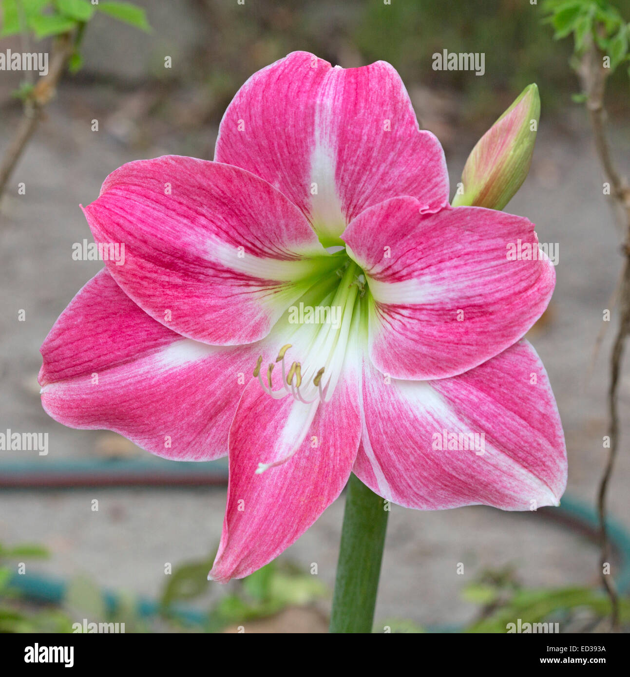 Large vivid pink Hippeastrum flower with white striped petals & green throat against light grey background Stock Photo